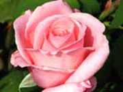 Сказка о прекрасной розе