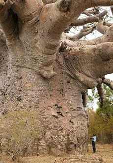 Баобаб - чудо-дерево