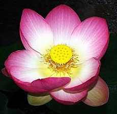 Лотос - священный цветок