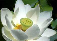 Лотос - священный цветок