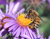Пчелы любят цветы