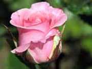 Роза - язык цветов