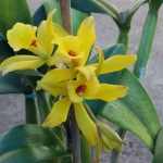Ваниль - разновидность душистой орхидеи