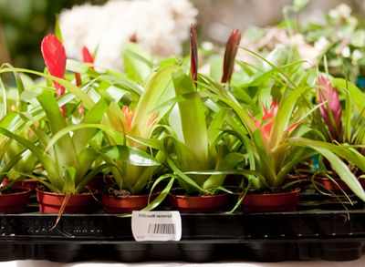 Условия адаптации для домашних растений