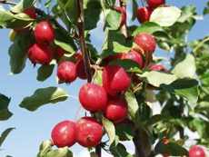 Яблоня сливолистная, или китайка Китайская сливолистная яблоня (Malus prunifolia)