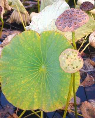 Лотос - водное растение